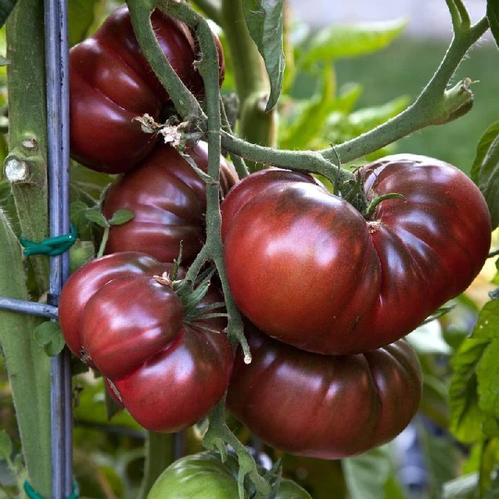 Black Brandywine Tomato Seeds, NON-GMO, Potato Leaf Variety, Heirloom, Free Shipping