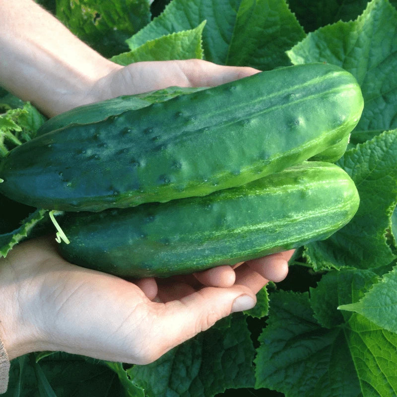 25+ Organic Spacemaster 80 Cucumber Seeds - Heirloom, NON-GMO, Fresh, Cucumis sativus