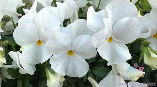 200+ Delta Pro Clear White Pansy Seeds for Garden, Viola - Non-GMO, USA Grown, Free Shipping