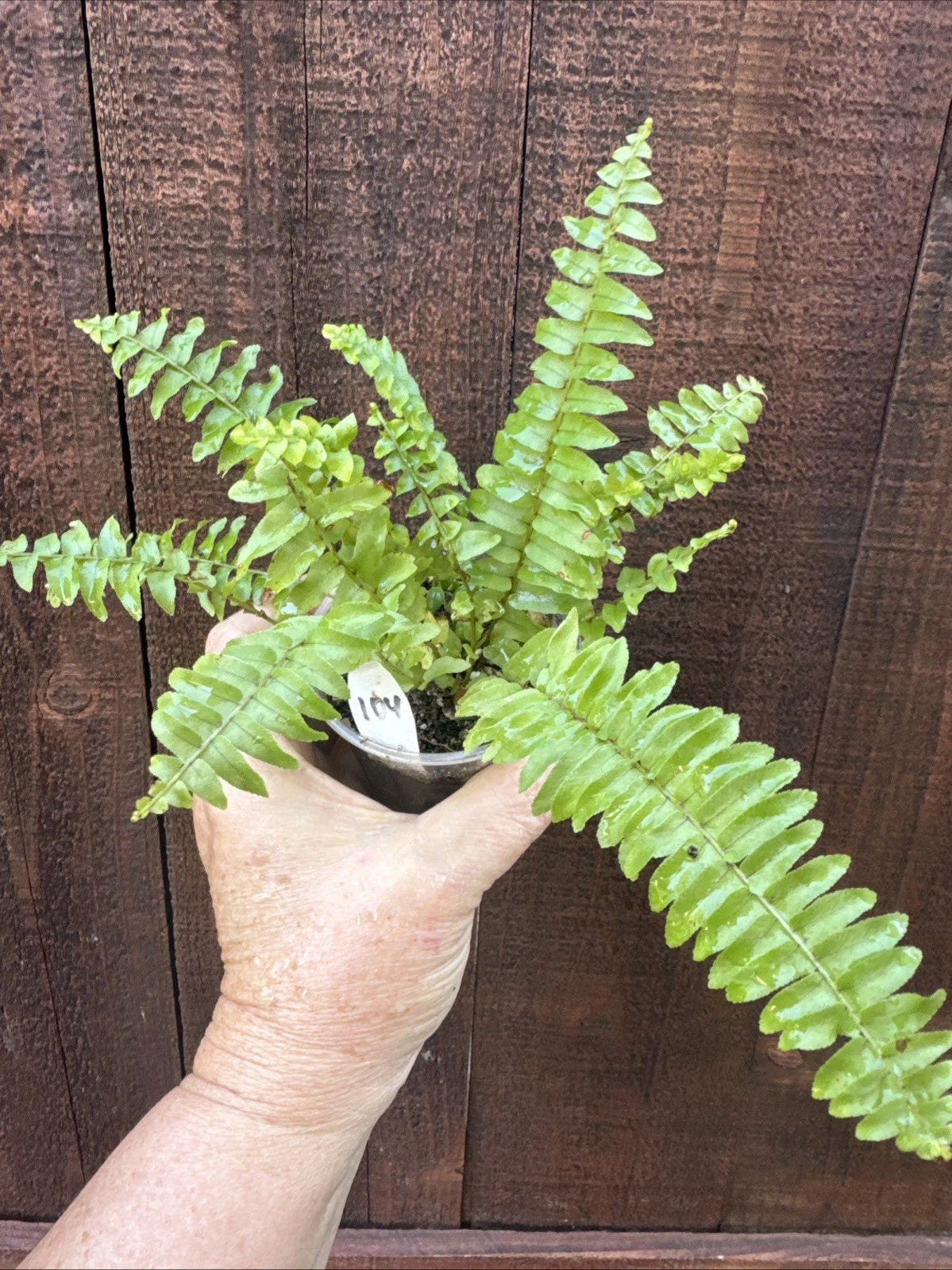 Boston Sword Fern Live Plant Bare Root, Nephrolepis exaltata, Authentic Photos, Healthy & Lush Green Foliage