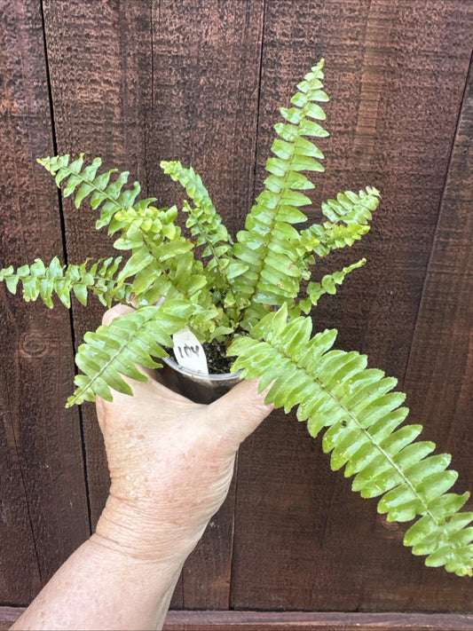 Boston Sword Fern Live Plant Bare Root, Nephrolepis exaltata, Authentic Photos, Healthy & Lush Green Foliage