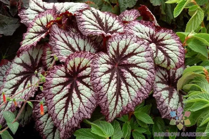 Fireworks Rex Begonia Seeds - 25+ Pack - Vibrant Foliage - Begonia rex
