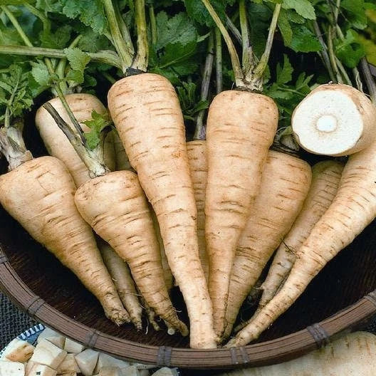 All American Parsnip Seeds - Non-GMO, Garden Planting, Shipping with Tracking - Pastinaca sativa