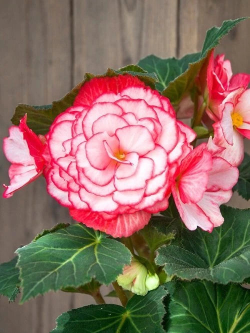 Begonia Seeds 1000 Count Glory Hot Tip Rose (Begonia x tuberhybrida) Non-California Shipping, Garden Plant Seeds