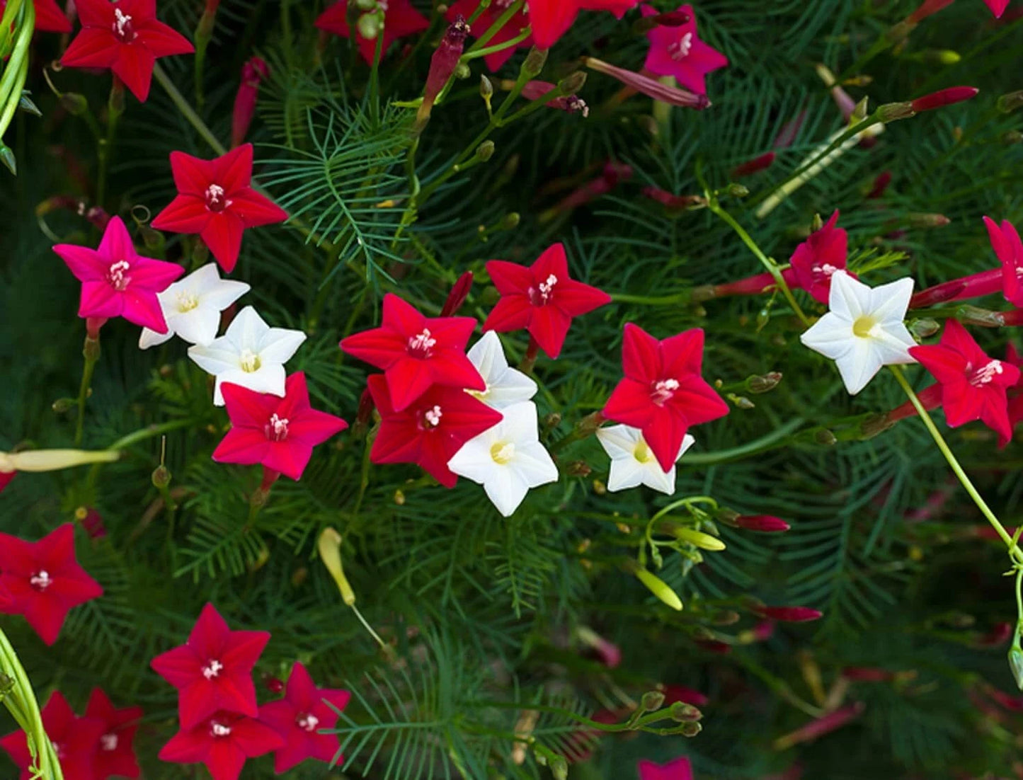 Cypress Vine Seeds - 50+ Seeds - Flowering Hummingbird Vine - Ipomoea quamoclit