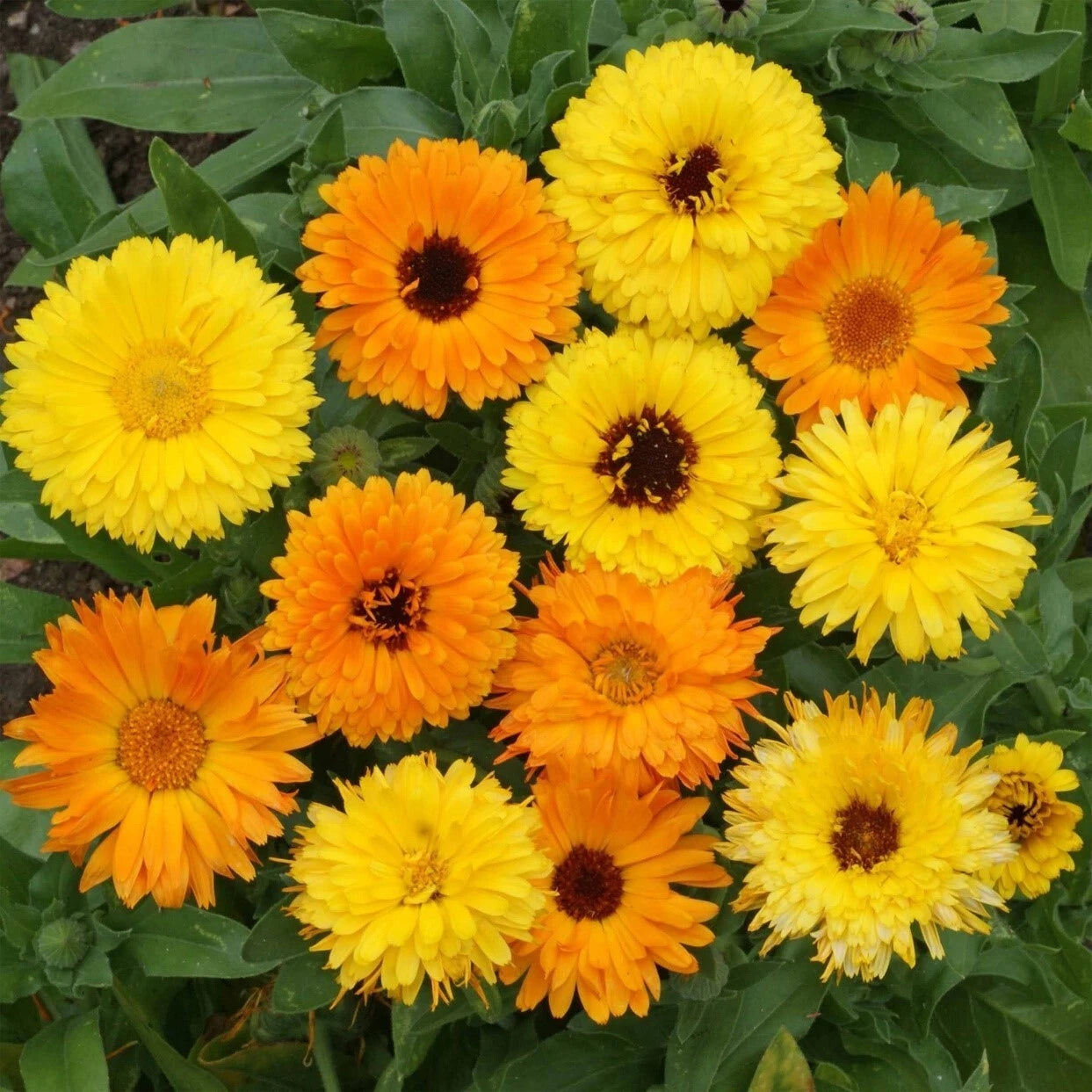Calendula Marigold Flower Seeds | 150+ Non-GMO Seeds for Garden | Bright Orange & Yellow Flowers | Calendula officinalis