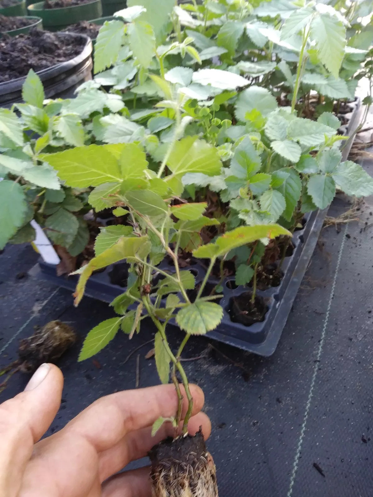 Thornless Blackberry Plant 1 Gallon 'Nachez' Non-GMO Pesticide-Free Rubus fruticosus