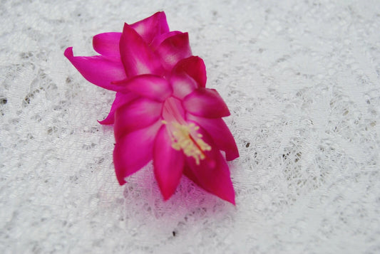 Christmas Cactus Starter Plant - Island Voodoo - Schlumbergera Truncata - Well Rooted - Perfect for Home Decor or Gifting