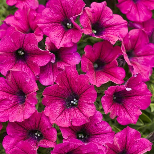 Bright Pink Petunia Seeds - 50 Annual Flower Seeds for Vibrant Blooms - Petunia x hybrida