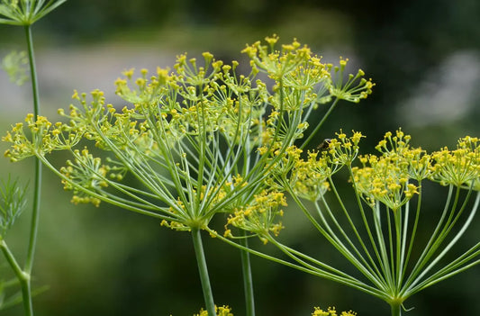 Mammoth Dill Seeds - 150+ High-Quality Seeds for Culinary Herb Gardening - Anethum graveolens