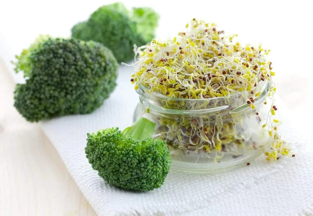 Broccoli Sprout Seeds 500 Count - Easy Fast Growing Healthy Brassica oleracea