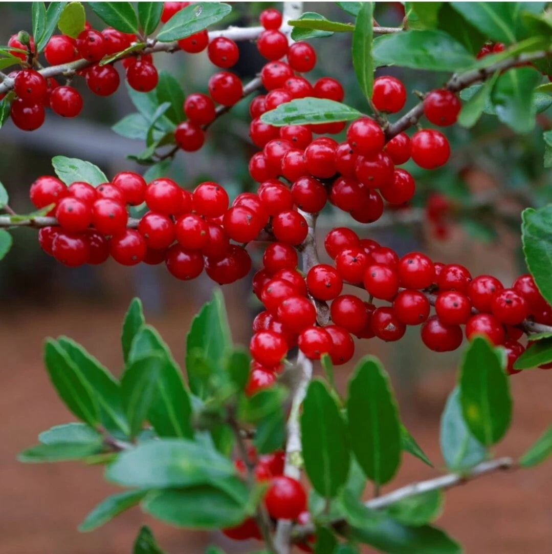 Yaupon Holly Seeds - 30+ Premium Seeds - Ilex vomitoria - USA Native Caffeine Tea Shrub - Herbal Gardening