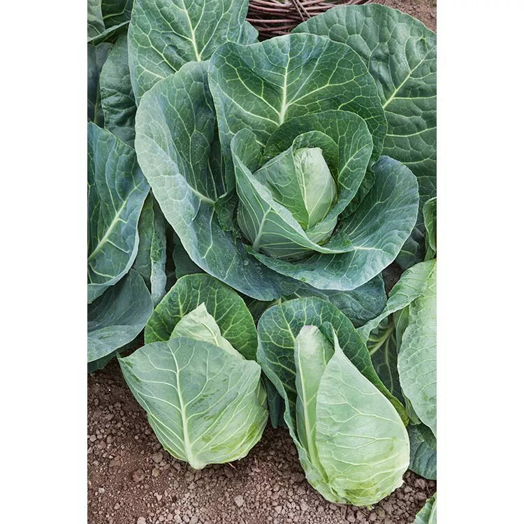 Cabbage Seeds 1000+ Count - Early Jersey Wakefield - Heirloom NON-GMO - Fresh Seeds for Planting