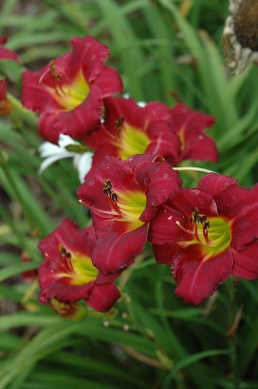 Daylily 'Pardon Me' 4" Pot - Compact Red Flowers, Hemerocallis, Reblooming, Hardy, Attracts Butterflies, Deer-Resistant