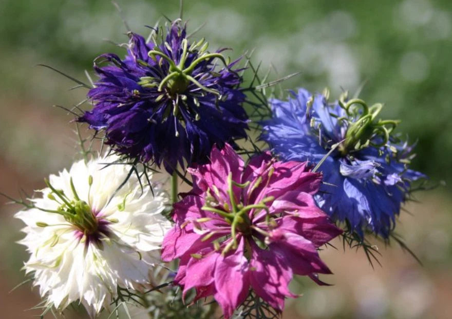 unique flower seeds Love in a Mist Seeds - 500 Non-GMO Nigella damascena Dried Flower Pods