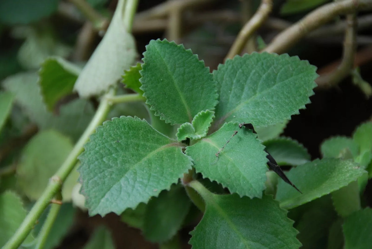 Cuban Oregano Starter Plants 10 Pack Pesticide-Free Healing Herb Houseplant