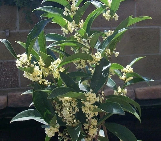 Fragrant Tea Olive Starter Plant - Fudingzhu Osmanthus - Healthy Well-Rooted Plant for Gardens and Landscaping