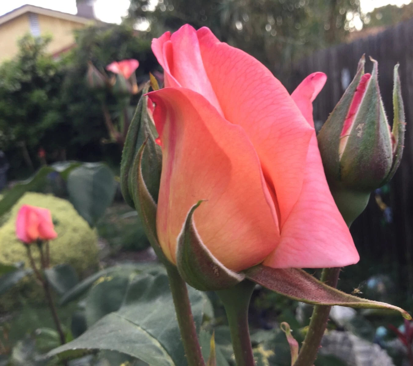 Apricot Rose Cuttings 3 Stems for Rooting/Grafting - Rosa spp.