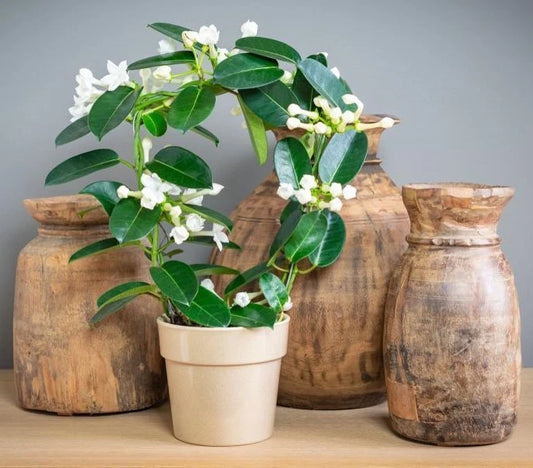 Madagascar Jasmine Starter Plant - Small Rooted Green Leaf Stephanotis - Fragrant Indoor Flowering Plant