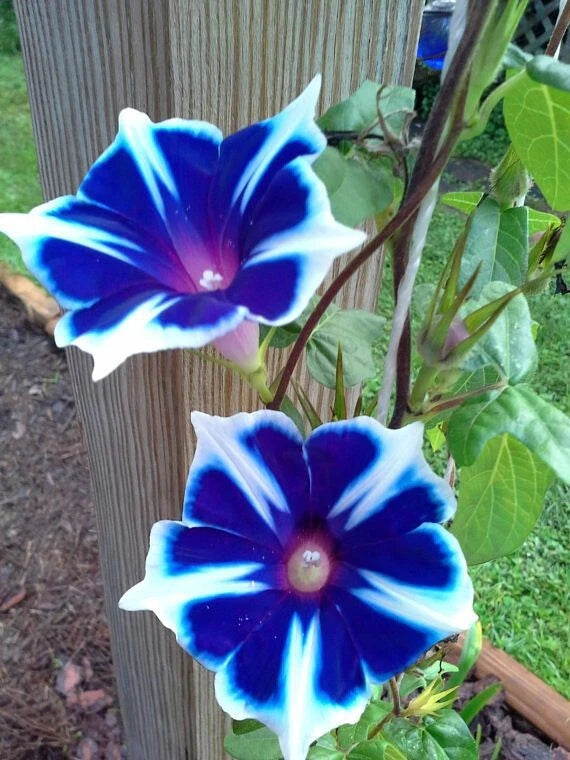 Japanese Morning Glory Seeds Mix - 10 Seeds - Ipomoea purpurea - Vibrant Colors for Gardens and Containers