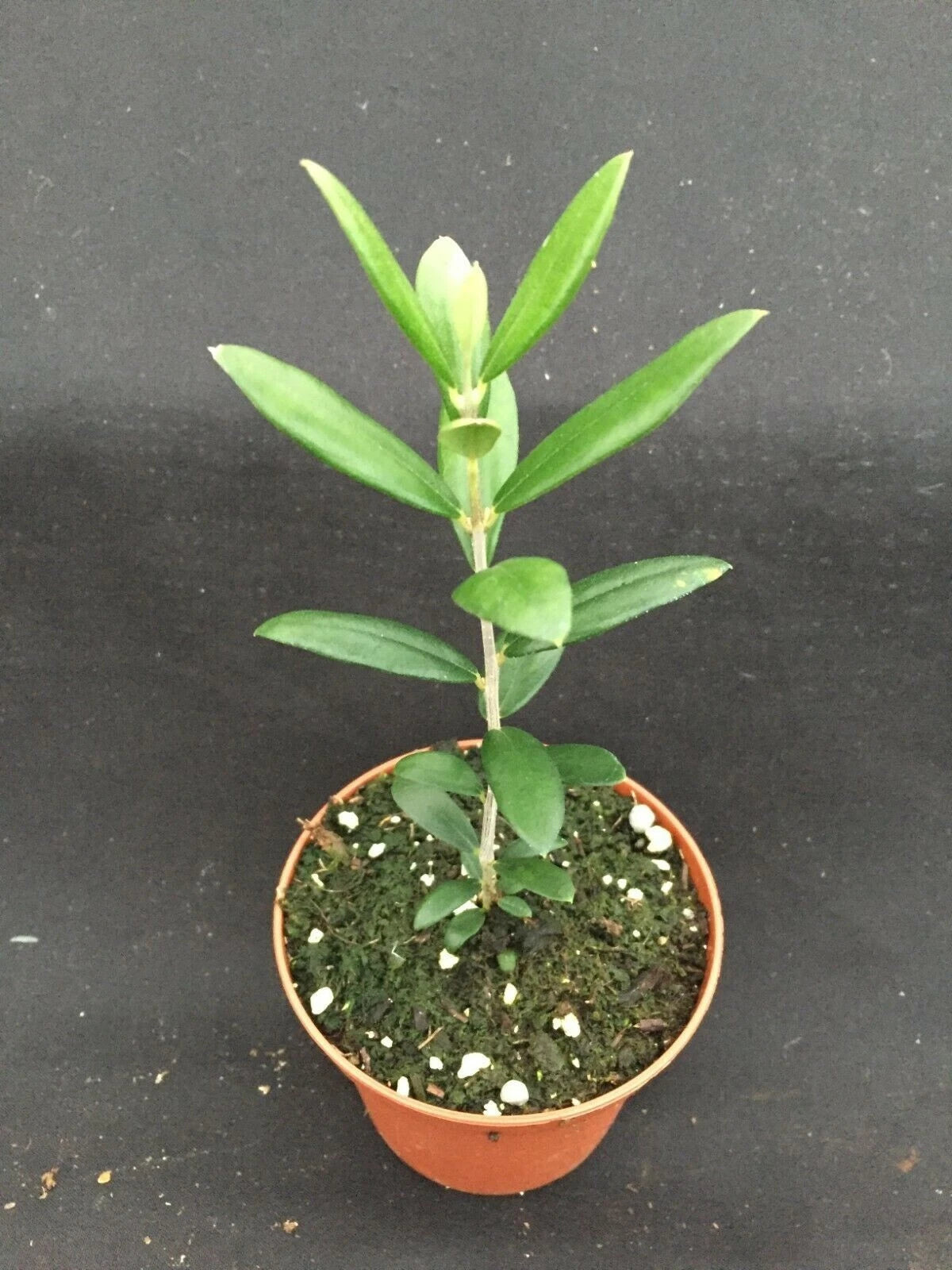 Arbequina Olive Tree 3" Pot - Olea europaea Rooted Plant for Home Growing