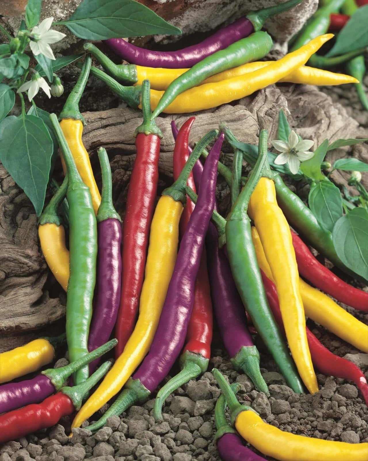 Cayenne Hot Pepper Seeds - 10 Seeds - Colorful Blend of Purple, Green, Yellow, Red - Capsicum annuum