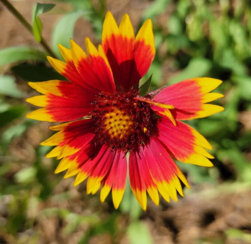 Indian Blanket Seeds | 25 Count | Gaillardia Pulchella | Firewheel | Blanket Flower