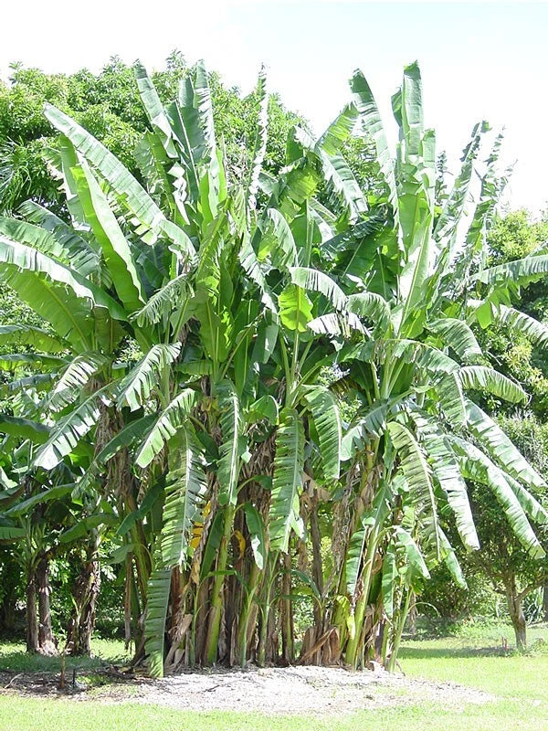African Giant Banana Tree Starter Plant - Small Rooted Musa Kardakan - Tropical Indoor/Outdoor Plant