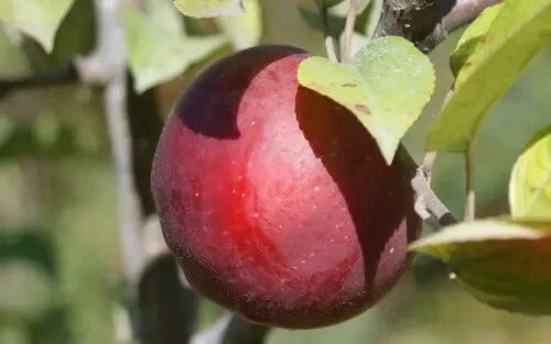 Macoun Apple Seeds - 25+ Pack for Garden Planting - Malus domestica - USA Grown - Organic