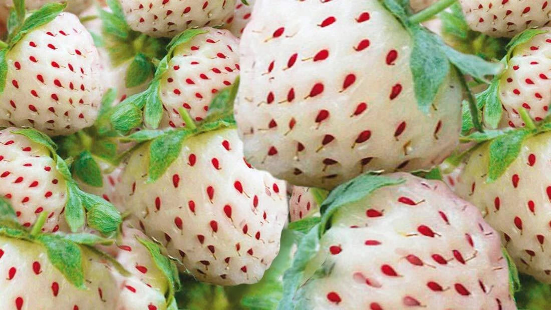 White Strawberry Seeds - 200+ Seeds - White Pineberry - Non-GMO, USA Grown, Rare Fruit Seeds for Home Garden