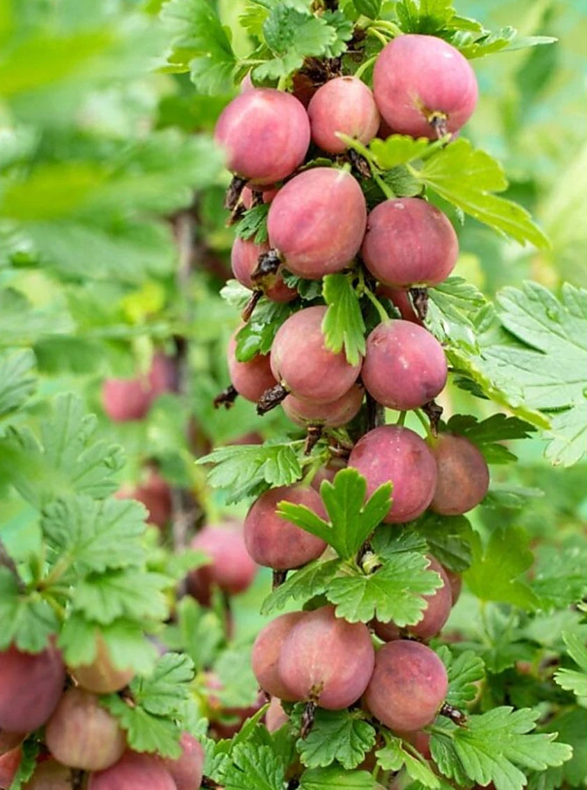 Jeanne Gooseberry Plant - 1 Live Rooted Edible Shrub - Ribes hirtellum - Zones 3-7