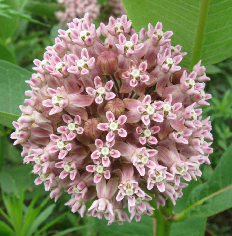 Milkweed Seeds 50+ Common Perennial Flower for Butterfly Garden Asclepias Syriaca