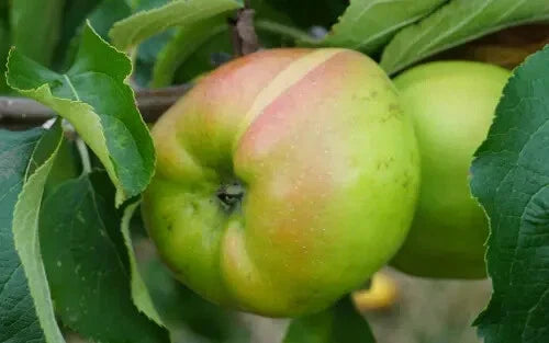 Lady Henniker Apple Seeds - 25+ Pack for Garden Planting - Malus domestica - USA Grown, Free Shipping