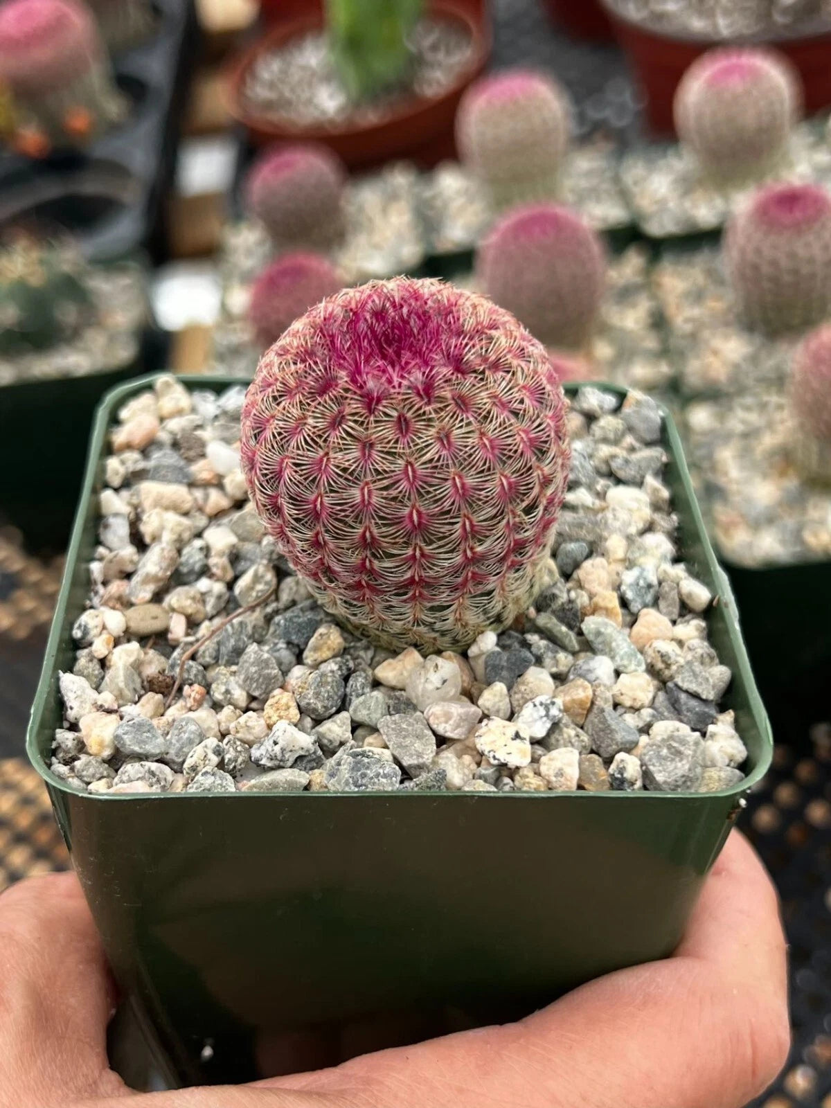 Arizona Rainbow Hedgehog Cactus 3" Pot Live Plant Pink - Echinocereus rigidissimus var. rubispinus