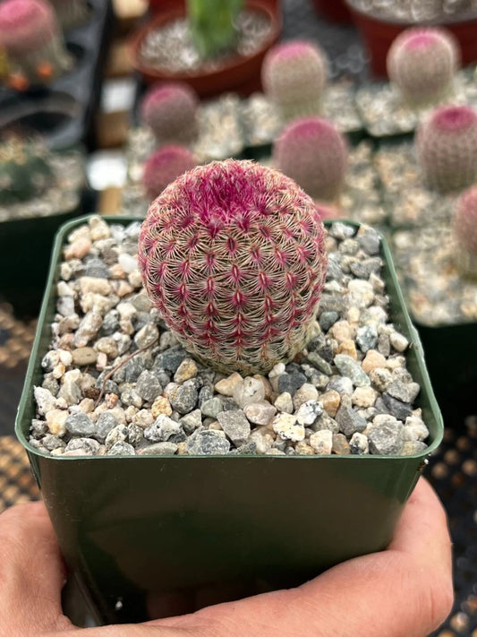 Arizona Rainbow Hedgehog Cactus 3" Pot Live Plant Pink - Echinocereus rigidissimus var. rubispinus
