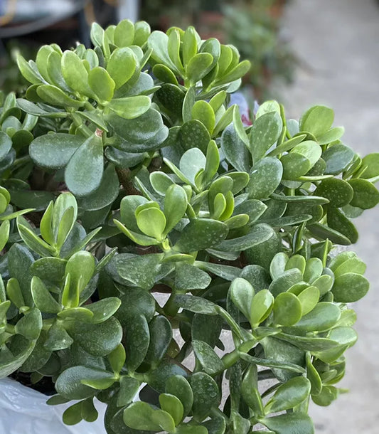 Jade Plant - 1 Rooted Plant from 1 Gallon Pot - Crassula ovata - Succulent, Easy Care Indoor Houseplant