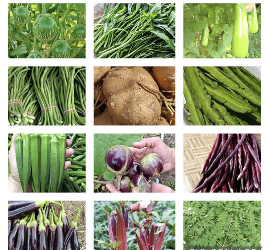 20 Packets Asian Vegetable Seeds for Planting, Non-GMO Varieties, Heirloom Seeds Collection, Ideal for Home Garden