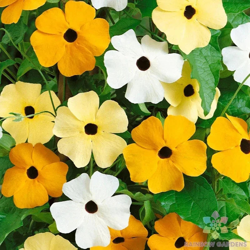 Vine Mix Rudbeckia Seeds - 200+ Pack for Garden Planting - Black-eyed Susan (Rudbeckia hirta) - USA