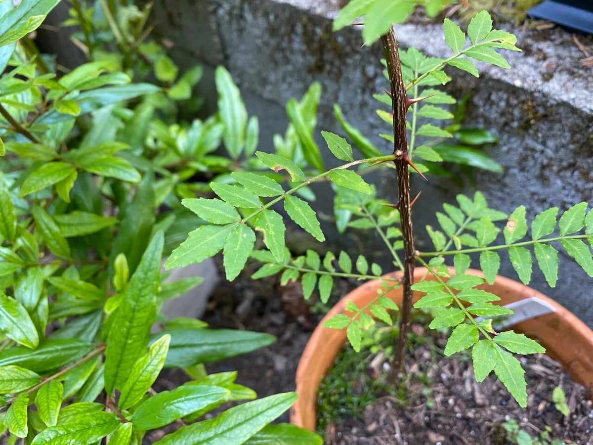 Sansho Japanese Pepper Tree Cuttings 4 Pack - Zanthoxylum piperitum Fresh Propagation USDA 6-9