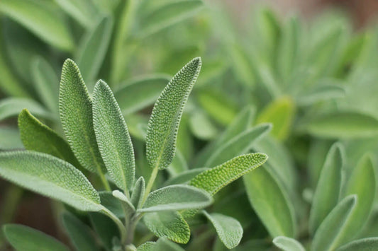 Italian Sage Plant - Salvia Officinalis - NON-GMO - Multiple Sizes Available - Fresh Culinary Herb
