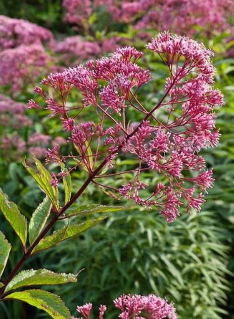 Joe Pye Weed Seeds - Spotted Perennial for Fall Planting - Attracts Pollinators & Butterflies - 300 Count