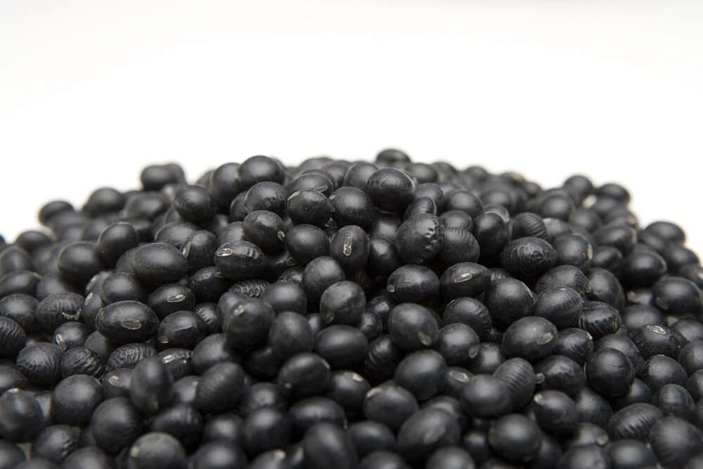Black Soybean Seeds for Planting - Full Season Variety - Glycine max - Ideal for Sprouts and Garden Use