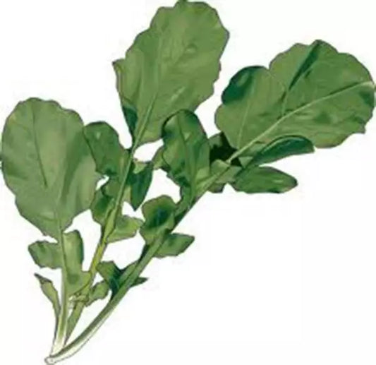 Arugula Seeds, Heirloom Non-GMO, 500+ Seeds, Roquette Greens, Salad Mix, Organic Gardening