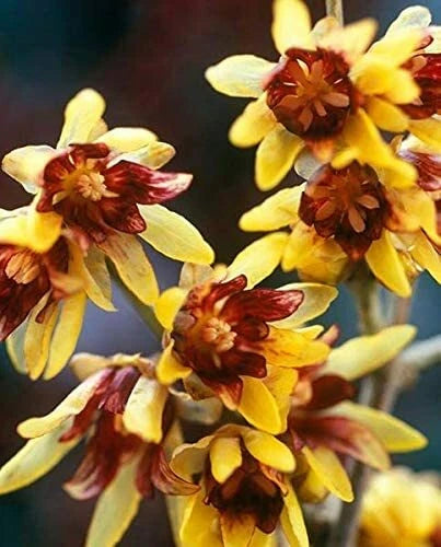 Wintersweet Seeds, 10 Pack, Chimonanthus praecox, Fragrant Flowering Plant Seeds for Gardens