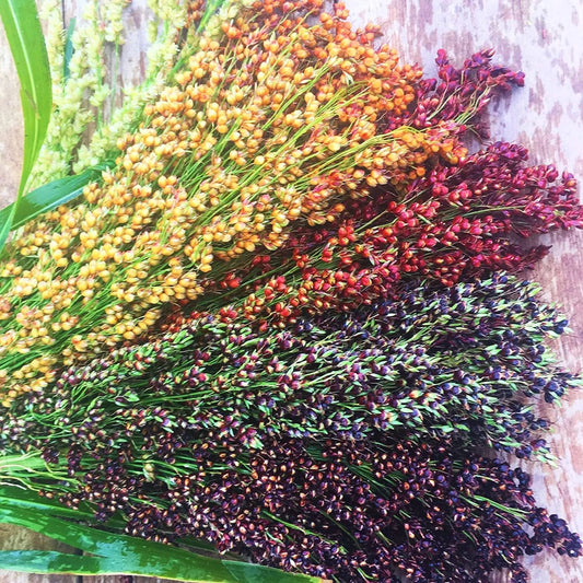 Broom Corn Seeds - 125+ Count Packet - Rainbow Colors Mixed - Sorghum Bicolor