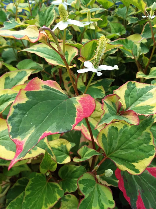 15 Houttuynia Cordata "Chameleon" Marginal Pond/Bog Plants - Live Perennial for Edges & Borders - USA Sourced