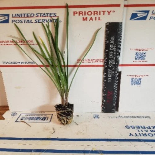 Live Society Garlic Plants - 2 Pack - Tulbaghia violacea - Fragrant Perennial for Gardens and Landscaping