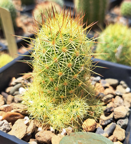 Mammillaria Elongata Cactus - Bare Root Echinaria for Succulent Gardens, Indoor Plant, Drought-Resistant Decor