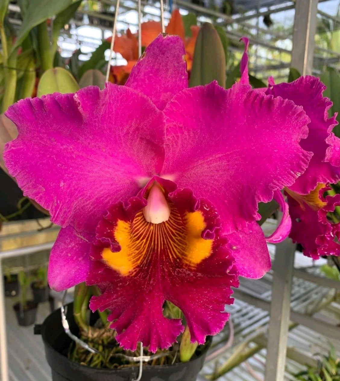 Cattleya Orchid Plant, 4.5" Pot, Blc Chia Lin Ruby Red, Near Blooming Size, Exotic Flowering Orchid, Tropical Houseplant