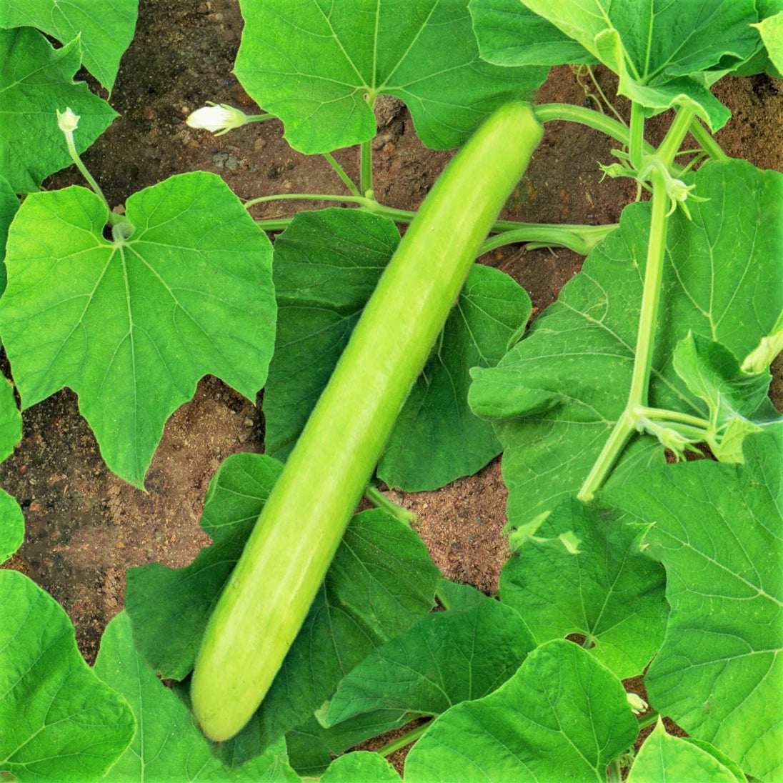 Big Green Sausage Bottle Gourd Seeds - Lagenaria Siceraria Upo - Ideal for 2025 Planting